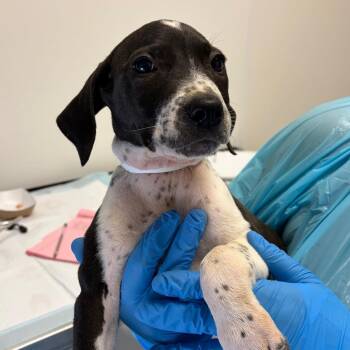 Hera -  Cattle Dog and Hound Dog for Adoption in Nashville, Tennessee - Hera | PetCurious