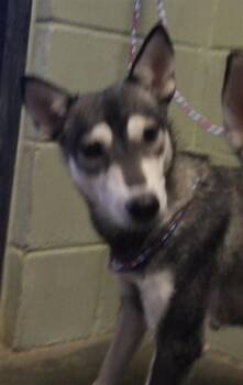 DARCY -  Siberian Husky Dog for Adoption in Tulsa, Oklahoma - DARCY | PetCurious