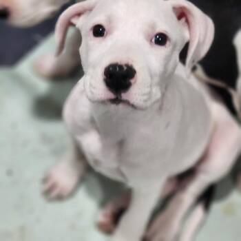 Salfa -  Pit Bull Terrier and Catahoula Leopard Dog Dog for Adoption in Walnutport, Pennsylvania - Salfa | PetCurious