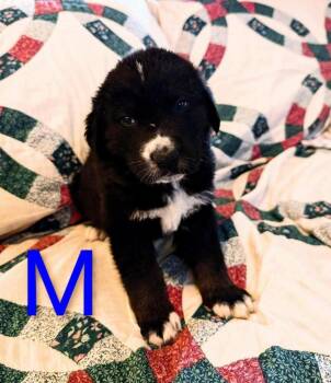 Gossard -  Retriever and Mixed Breed Dog for Adoption in Calgary, Alberta - Gossard | PetCurious