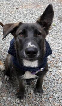 Raven -  Terrier and Shepherd Dog for Adoption in Sunnyvale, California - Raven | PetCurious