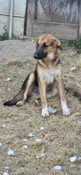 German Shepherd Dog and Great Pyrenees Dogs Available for Adoption in Clyde, Texas - Bubba | PetCurious