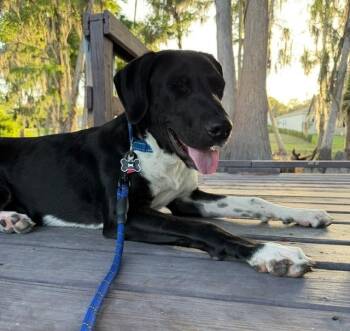 Pointer and Labrador Retriever Dogs Available for Adoption in Lakeland, Florida - Mork | PetCurious