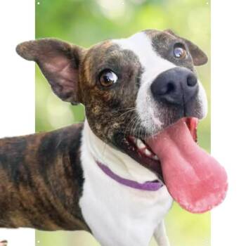 Poppy -  Mixed Breed Dog for Adoption in Acworth, Georgia - Poppy | PetCurious