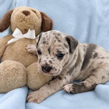 Kennedy -  English Bulldog and Mixed Breed Dog for Adoption in Sacramento, California - Kennedy | PetCurious