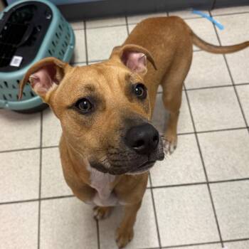 Chicken of the Woods -  Mixed Breed Dog for Adoption in Charleston, West Virginia - Chicken Of The Woods | PetCurious