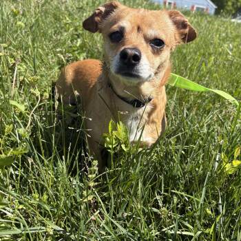 Chihuahua and Pug Dogs Available for Adoption in Lake Tapwingo, Missouri - Potato Bug | PetCurious