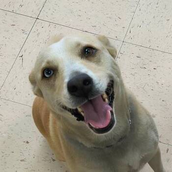 Honey Bee -  Retriever Dog for Adoption in Fairfax Station, Virginia - Honey Bee | PetCurious