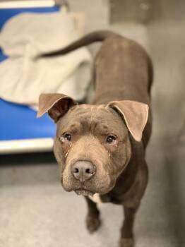 MALIFICENT -  Mixed Breed Dog for Adoption in Dallas, Texas - MALIFICENT | PetCurious