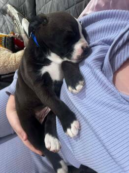 Pit Bull Terrier and Boxer Dogs Available for Adoption - CHRISTOPHER | PetCurious