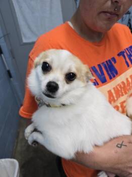 Pony -  Chihuahua Dog for Adoption in Evansville, Indiana - Pony | PetCurious