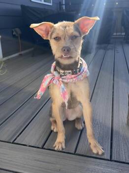Terrier Dogs Available for Adoption - Tilly | PetCurious