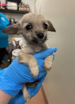 Rescue Chihuahua Dogs for Adoption in Kennewick, Washington - Jennie | PetCurious