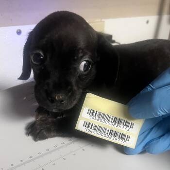 Ant Man -  Mixed Breed Dog for Adoption in Charleston, West Virginia - Ant Man | PetCurious