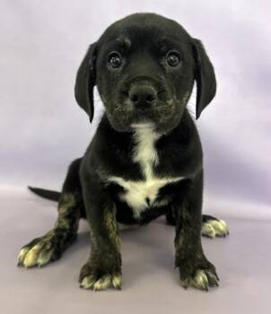 Rescue Saint Bernard and Mixed Breed Dogs for Adoption in Morton Grove, Illinois - Eyore | PetCurious