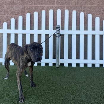 SPINDLE -  Pit Bull Terrier Dog for Adoption in Modesto, California - SPINDLE | PetCurious