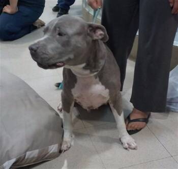 TYRA -  Pit Bull Terrier and Mixed Breed Dog for Adoption - TYRA | PetCurious