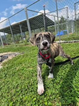 Randy -  Mixed Breed Dog for Adoption in Moundsville, West Virginia - Randy | PetCurious