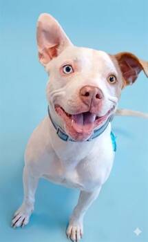 Mixed Breed Dogs Available for Adoption in Jacksonville, Florida - HERMIT PURPLE | PetCurious