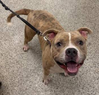 Big Mac -  Pit Bull Terrier and Mixed Breed Dog for Adoption in Kansas City, Missouri - Big Mac | PetCurious