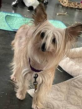 Rescue Chinese Crested Dog Dogs for Adoption in Calgary, Alberta - Blondie | PetCurious
