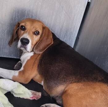 MICKEY -  Beagle Dog for Adoption in San Antonio, Texas - MICKEY | PetCurious