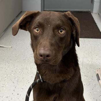 Chocolate Labrador Retriever Dogs Available for Adoption in Marion, Virginia - Choco | PetCurious