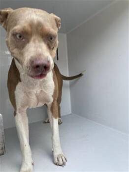 Rescue Pit Bull Terrier and Mixed Breed Dogs for Adoption in Houston, Texas - PUMPKIN | PetCurious