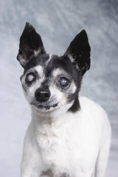 Rescue Chihuahua Dogs for Adoption in Cleveland, Ohio - Danny | PetCurious