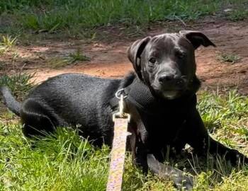 Onyx -  Miniature Pinscher and Hound Dog for Adoption in Waxhaw, North Carolina - Onyx | PetCurious