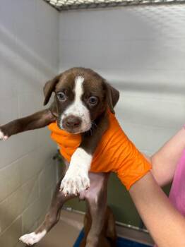Sapphire -  Hound Dog for Adoption in Nacogdoches, Texas - Sapphire | PetCurious