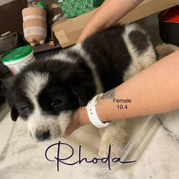 Rhoda -  Great Pyrenees Dog for Adoption in Louisville, Kentucky - Rhoda | PetCurious