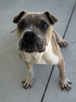 Doofus -  Pit Bull Terrier and Mixed Breed Dog for Adoption in King William, Virginia - Doofus | PetCurious