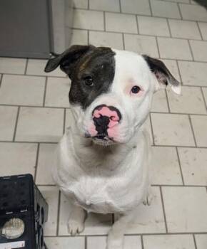 Staffordshire Bull Terrier and Mixed Breed Dogs Available for Adoption in Klamath Falls, Oregon - Romeo | PetCurious