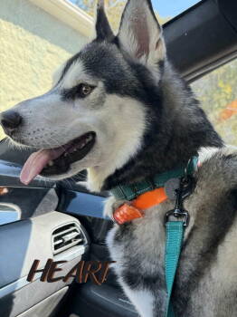 Rescue Siberian Husky Dogs for Adoption in Odenton, Maryland - Ember | PetCurious