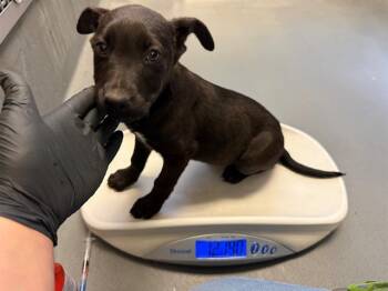 German Shepherd Dog and Mixed Breed Dogs Available for Adoption - TCHAMI | PetCurious