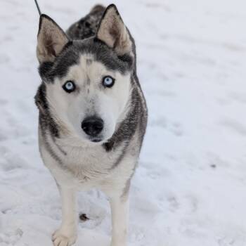Rescue Siberian Husky Dogs for Adoption in Riverwoods, Illinois - Mounds | PetCurious