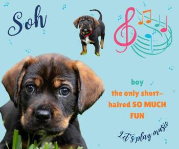 Cocker Spaniel Dogs Available for Adoption in Austin, Texas - Soh | PetCurious