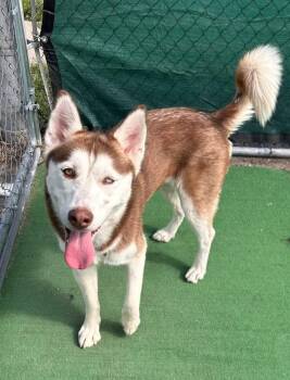 Lily -  Husky Dog for Adoption in Warren, Michigan - Lily | PetCurious
