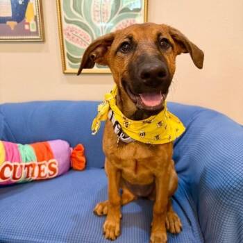 Elys Nightingale -  Doberman Pinscher and Shepherd Dog for Adoption in Friendswood, Texas - Elys Nightingale | PetCurious