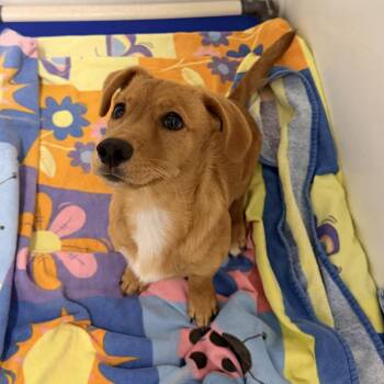 Periwinkle -  Mixed Breed Dog for Adoption in Rocky Mount, Virginia - Periwinkle | PetCurious