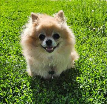 Ginger -  Pomeranian Dog for Adoption in Sioux City, Iowa - Ginger | PetCurious