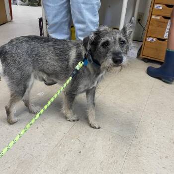 Daddito -  Miniature Schnauzer Dog for Adoption in Austin, Texas - Daddito | PetCurious