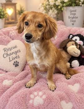 Maybell -  Dachshund Dog for Adoption in Cedartown, Georgia - Maybell | PetCurious