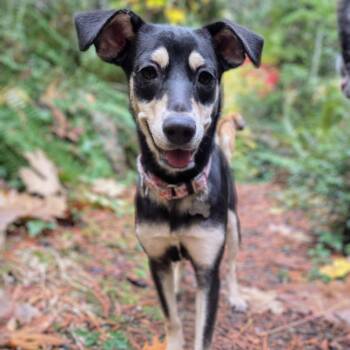 Rescue Rat Terrier Dogs for Adoption in Tacoma, Washington - EmmyLou | PetCurious