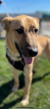 Rescue Shepherd Dogs for Adoption in Brookings, Oregon - Clara | PetCurious