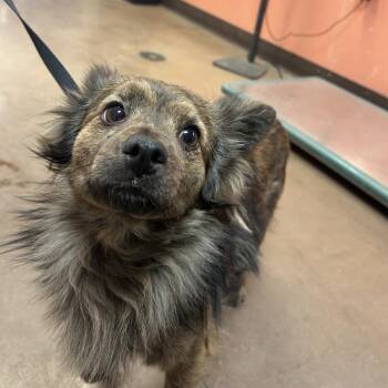 Kenobi -  Mixed Breed Dog for Adoption in Flagstaff, Arizona - Kenobi | PetCurious