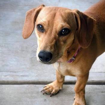 Winnie -  Dachshund and Terrier Dog for Adoption in Portland, Oregon - Winnie | PetCurious