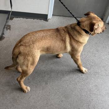 Mixed Breed Dogs Available for Adoption in Las Cruces, New Mexico - Kush | PetCurious