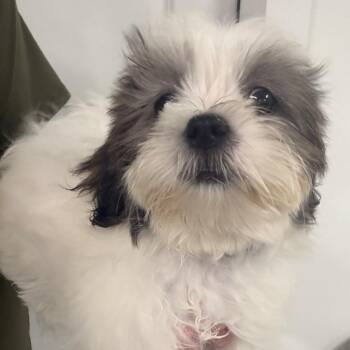Sneezy -  Shih Tzu and Poodle Dog for Adoption in Baton Rouge, Louisiana - Sneezy | PetCurious